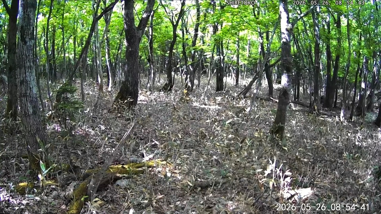 Live webcam view of Shiretoko Wilderness Wildlife Watch
