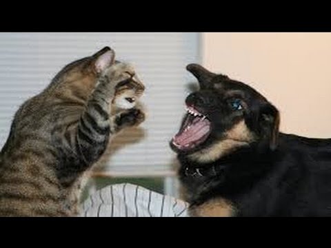 Angry Cats vs Dogs - Funny Angry Cats vs Dogs Compilation 2020!