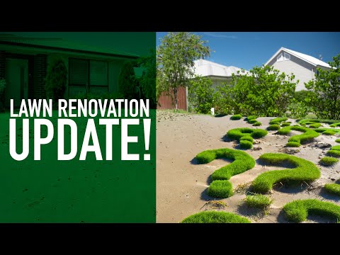 Lawn Renovation Update | Sir Walter DNA Certified Buffalo, TifTuf Hybrid Bermuda & Sir Grange Zoysia