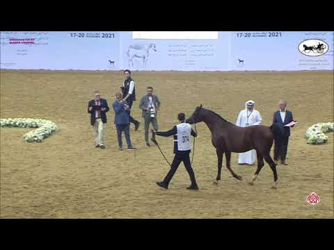 N 374 AJMAL THO AL JANAH   Qatar National Arabian Horse Championship 2021   Stallions 4 6 Years Old