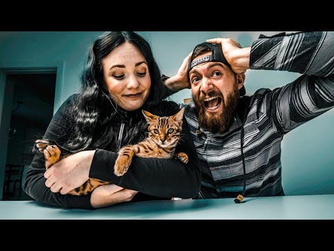 Things you should know BEFORE GETTING A BENGAL CAT! ONE MONTH UPDATE