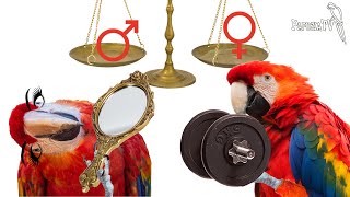 Choosing a Parrot: Male or Female - Part 2 - Appearance attraction