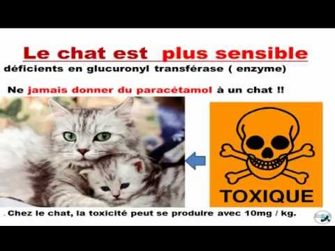 comment soigner aoutat chien