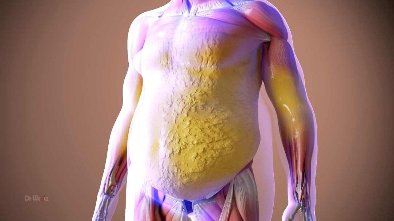 Obeziteti dhe metabolizmi, faktorët hormonalë dhe metabolikë ndikojnë në peshën trupore