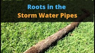 Roots in Storm Water Pipes. You Need to See This 👀