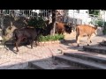 Stupid Cow