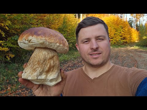 FUNGHI PORCINI | Tempo reale! Spettacolare!