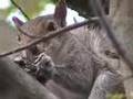 Killer Squirrel Eats Bird 