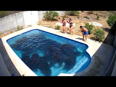 That Really Happened in People's Backyards