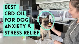 CBD Oil for Dog Anxiety (Does It Really Work?)
