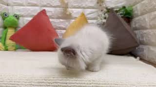 ラグドールの動画01