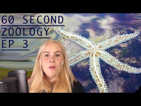 60 Second Zoology - The Water Vascular System of a Starfish