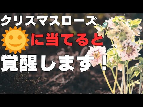 ヘレボアのクリスマスローズ：ポインセチアのライバルであるこのローズをどのように栽培し、維持するか？  庭園