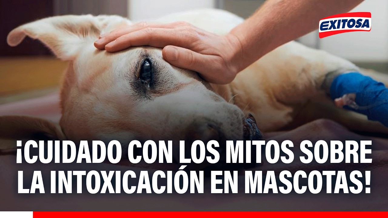 🔴🔵 Cuidado con los mitos sobre la intoxicación en mascotas