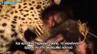 Ένα από τα πιο υπέροχα βίντεο του National Geographic. (Greek subs)