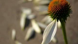 TI STO FIORELLO. effetti video il cantautore 78💮💮💮💮💮💮💮💮💮💮💮💮