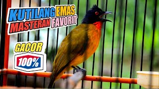 Download lagu Suara Burung Kutilang Emas Gacor, Cocok jadi Masteran dan Pancingan agar Kutilang Emas Cepat gacor mp3 Download lagu Suara Burung Kutilang Emas Gacor, Cocok jadi Masteran dan Pancingan agar Kutilang Emas Cepat gacor mp3