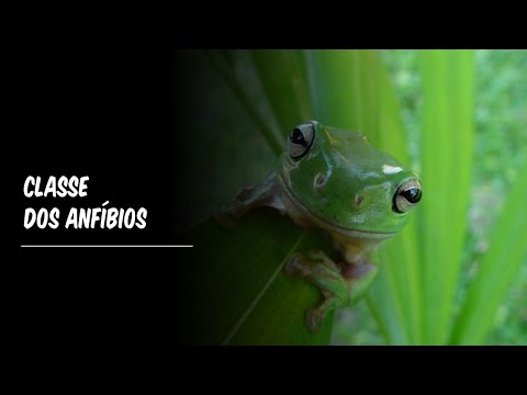 ANFÍBIOS