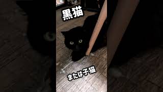 異名#猫 #猫のいる暮らし #犬のいる暮らし #犬と猫