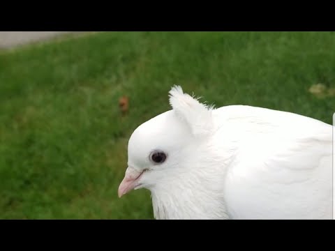 Pure serbian high flyer all white oldest pigeon on my loft
