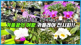겨울이 제철인 향기롭고 화려한 꽃!! 우리나라에서 가장 큰 서양란 농원투어!!