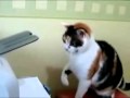 Gato Ataca Impressora Wmv