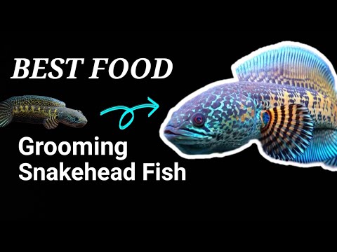 "Ultimate Channa Fish Feeding Guide: Expert Tips for Healthy Growth and Vibrant Colors"