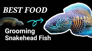 Download lagu Panduan Memberi Makan Ikan Channa Terbaik: Tips Ahli untuk Pertumbuhan Sehat dan Warna Cerah mp3