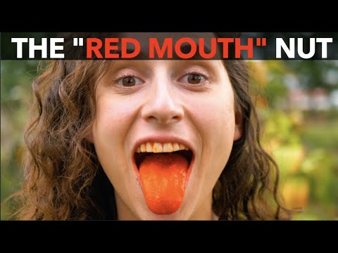 赤い口」のナット (The "Red Mouth" Nut)