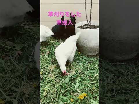 なぜ鶏にお酢を与えるのでしょうか？鶏小屋で何の役に立つの？  庭園