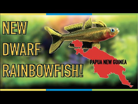 New Dwarf Rainbowfish! Pseudomogil Furcatus - Forktail Blue-Eye