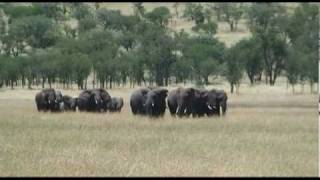 Elephant herd protects their babies