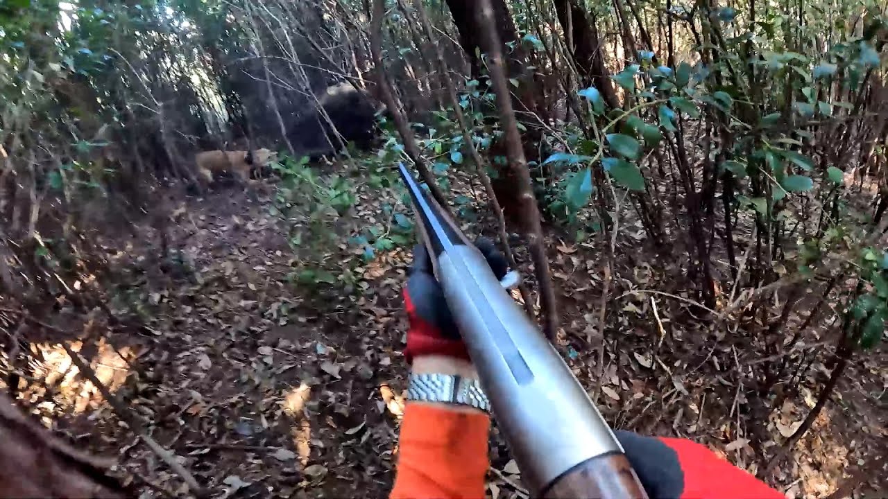 デカい雌猪を撃ち獲る