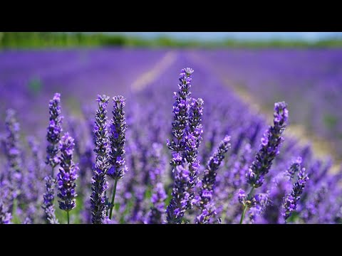 Peaceful Relaxing Lavender Fields Music For Meditation, Stress Relief, Study