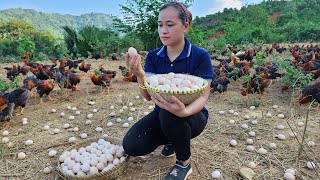 Download lagu Harvest Chicken Eggs Goes to the market sell - Gardening - Live with nature mp3 Download lagu Harvest Chicken Eggs Goes to the market sell - Gardening - Live with nature mp3