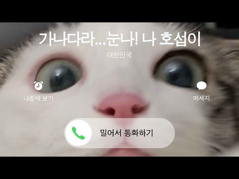 눈나! 전화 좀 받아바! 한국말하는 고양이 호섭이 통역