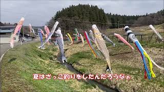 大瀧詠一さんの故郷に今年もこいのぼりが泳ぎます