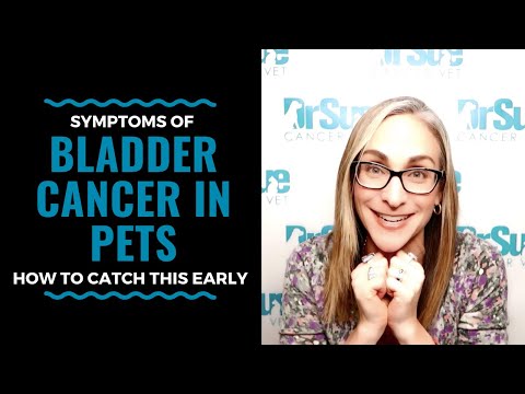 Symptoms of Bladder Cancer in Pets, How to Catch this Early: Vlog 109