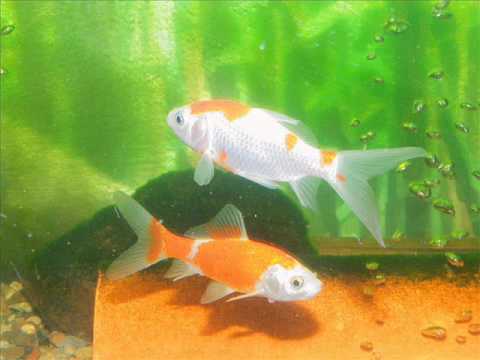 The Vinylraider Feat. MC Domian - A Story About Goldfishes,  Vinyls And A Lot Of Crap