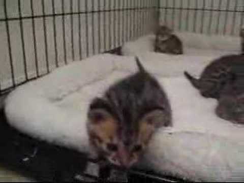 ABBA's F2 Savannah Kittens Free and Easy..