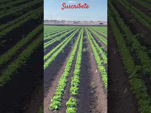 CULTIVOS DE LECHUGA 🥬 MIXTAS EN SANLUIS ARIZONA USA 🇺🇸