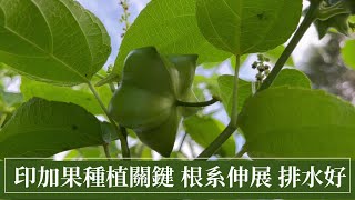 Re: [問卦] 大家有吃些什麼來養生、保健了嗎？