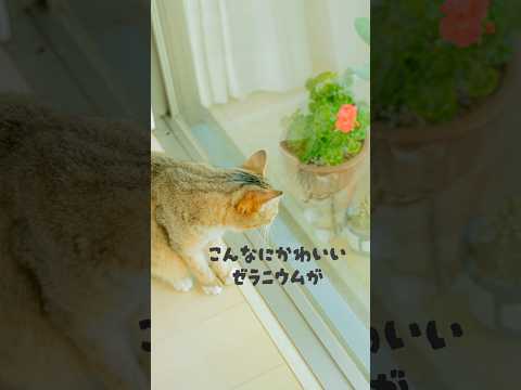 秋の多年生ゼラニウムの開花を延長して、色の光景を楽しむにはどうすればよいですか？  庭園