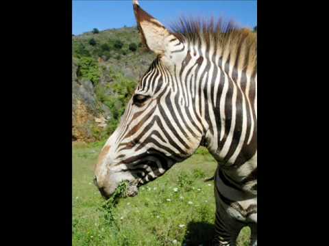 Benny Page Feat. MC Spyda - Gangsta