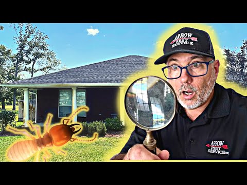 Discover The Secrets Of The Termite Inspection Process