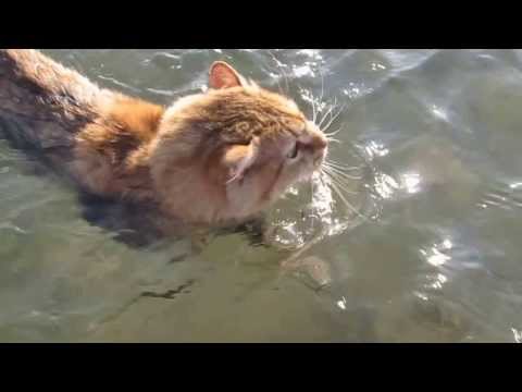 Aegean Greek cat swimming