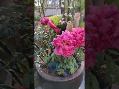 牡丹をどこに植えますか？展示、フロアなど  庭園