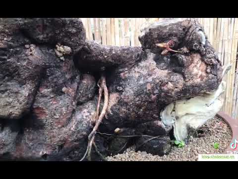 Bonsai Lộc vừng lá bé thân lũa, gốc già xù xì