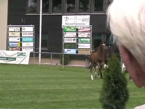 Hengstfohlen  Desperados x Lanciano.mpg