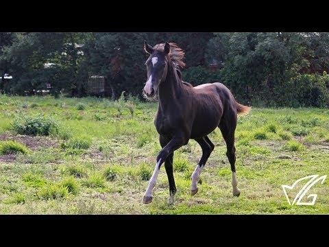 Noa-Tilda C (by Toto Jr) -  6 months